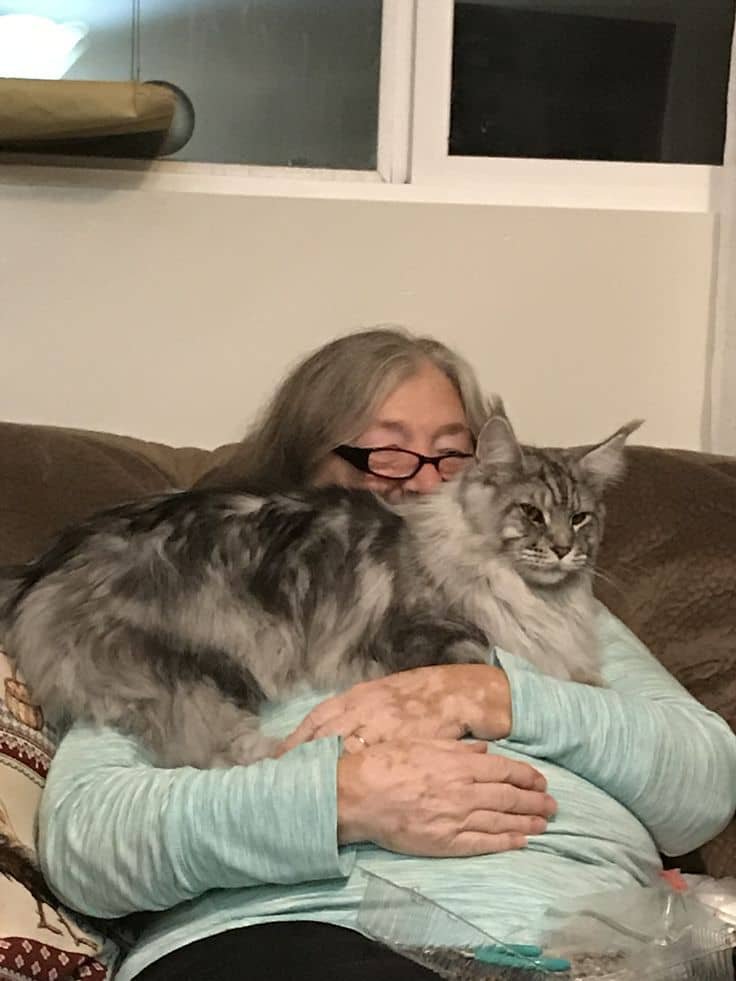 Happy Maine Coon Family